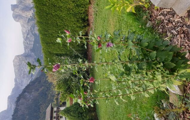 Edelweiss - Photo 16